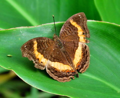 Junonia elgiva