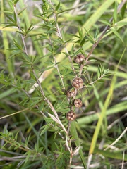 Leptospermum arachnoides