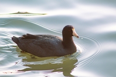 Fulica americana