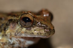 Craugastor rugulosus