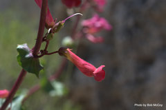 Penstemon stephensii