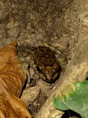 Craugastor rugulosus