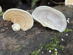 Flaviporus liebmannii