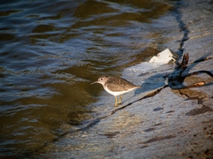 Actitis macularius