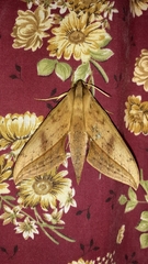 Xylophanes anubus