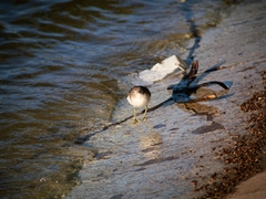 Actitis macularius