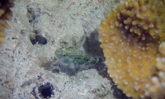 Asterropteryx semipunctata