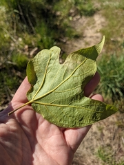 Platanaceae
