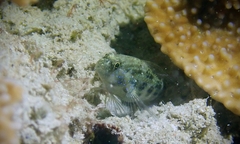 Asterropteryx semipunctata