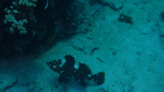 Epinephelus maculatus