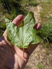 Platanaceae