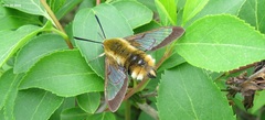 Hemaris affinis