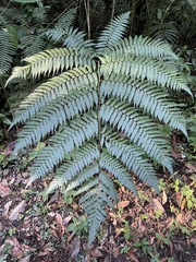 Alsophila spinulosa