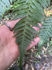 Alsophila spinulosa