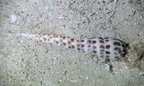 Terebra achates observed 2022-03-10