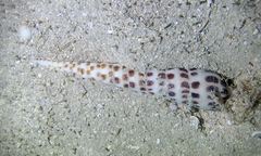 Terebra achates