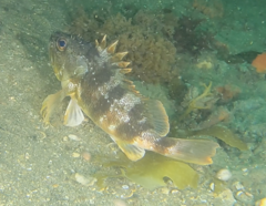 Helicolenus percoides