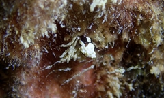 Colpodaspis thompsoni