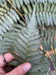 Alsophila spinulosa
