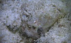 Cymolutes lecluse