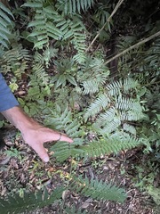 Alsophila spinulosa