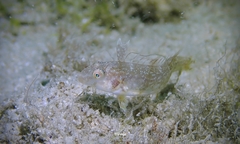 Cymolutes lecluse