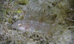 Cymolutes lecluse