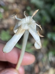 Posoqueria latifolia
