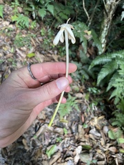 Posoqueria latifolia