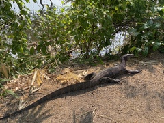 Varanus salvator salvator
