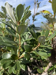 Banksia paludosa