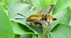 Hemaris affinis