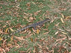 Varanus salvator salvator