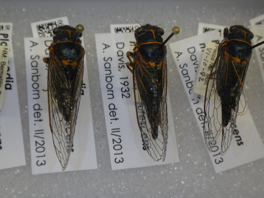 Platypedia mohavensis