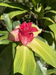 Costus woodsonii