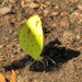 Eurema desjardinsii marshalli - Photo (c) Peter Vos, some rights reserved (CC BY-NC), uploaded by Peter Vos