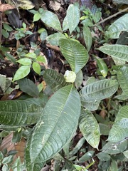 Palicourea glomerulata