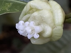 Palicourea glomerulata