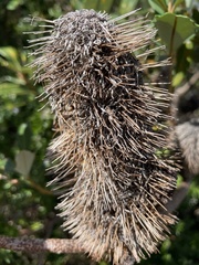 Banksia paludosa