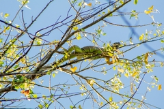 Iguana iguana