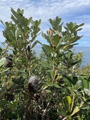 Banksia paludosa
