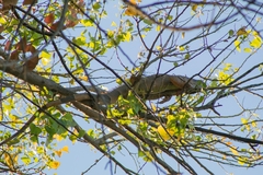 Iguana iguana