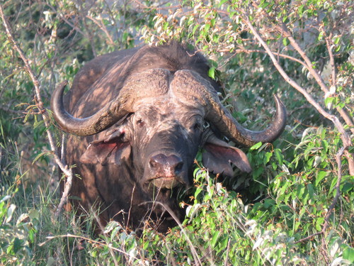 African buffalo