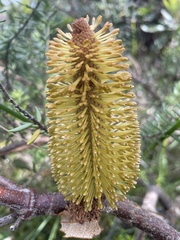 Banksia paludosa