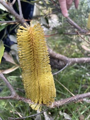 Banksia paludosa
