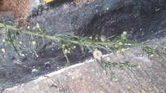 Erigeron bonariensis