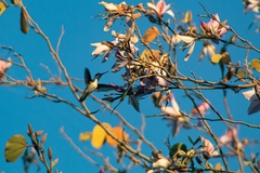 Leucolia violiceps