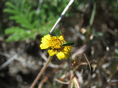 Hypocrites claviger laevipes