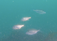 Paratrachichthys trailli