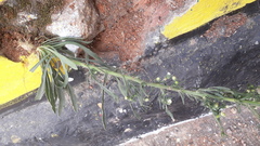 Erigeron bonariensis